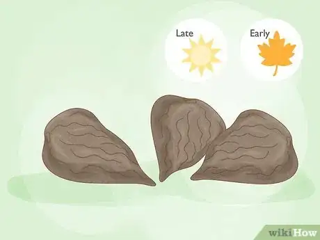 Image titled Plant Anemone Corms Step 4