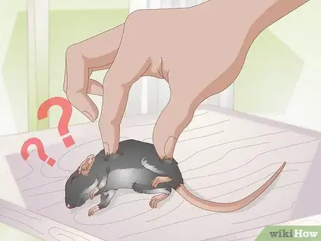 Image titled Treat Pinworms in Mice Step 4