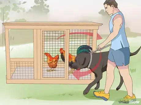 Image titled Introduce a Dog to Pet Chickens Step 5