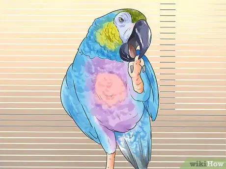 Image titled Recognize Stress in Your Pet Parrot Step 3