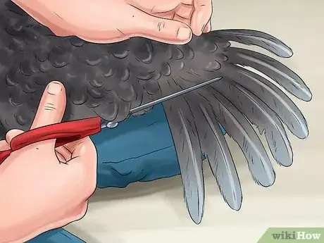 Image titled Keep Button Quail Groomed Step 7