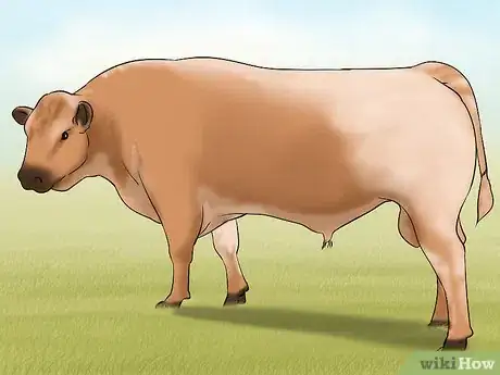 Image titled Identify Speckle Park Cattle Step 2