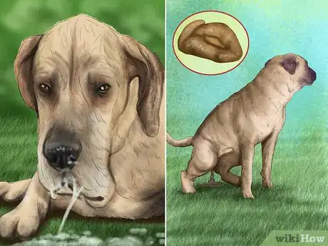 Image titled Avoid Poisoning Your Dog with Lawn Chemicals Step 11