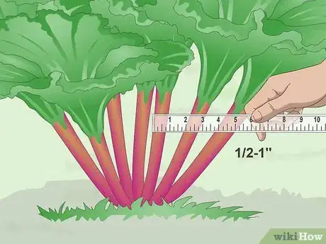 Image titled Harvest Rhubarb Step 3