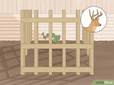 Image titled Keep an Ivy Plant Healthy Step 12