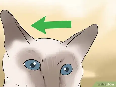 Image titled Identify a Javanese Cat Step 6