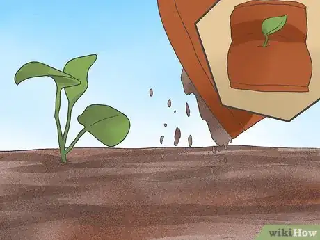 Image titled Grow Cauliflower Step 8