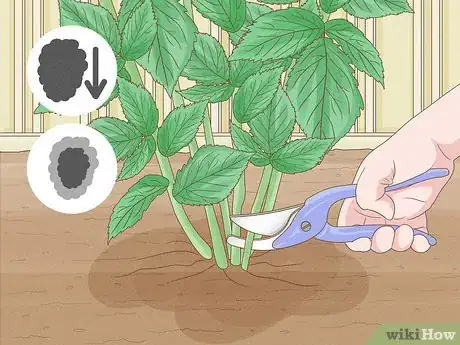 Image titled Prune Red Raspberries Step 7