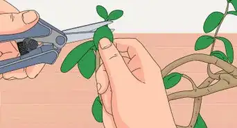 Prune a Jade Plant