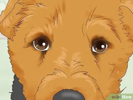 Image titled Identify an Airedale Terrier Step 3