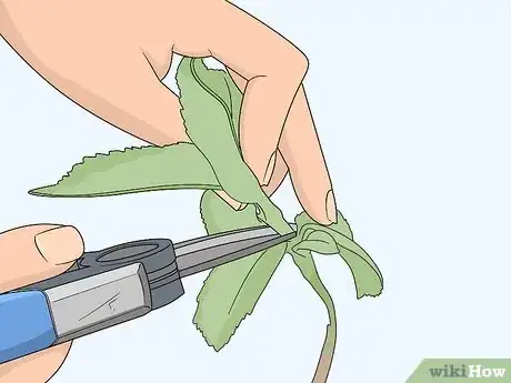 Image titled Take Softwood Cuttings Step 3