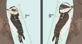 Attract Downy Woodpeckers