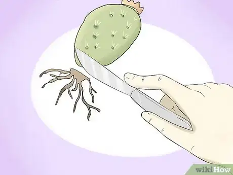 Image titled Grow Cactus in Containers Step 13