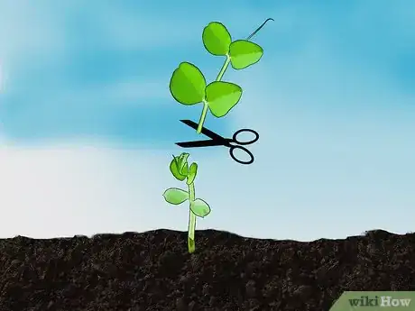 Image titled Grow Beans and Peas Step 13