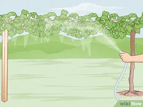 Image titled Grow Scuppernongs Step 18