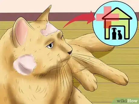 Image titled Help a Cat when No Vets Are Available Step 9