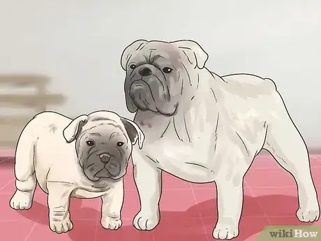 Image titled Get Dogs to Mate Step 1