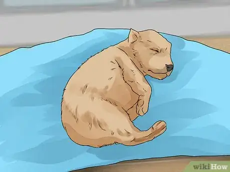 Image titled Whelp and Raise a Single Puppy Step 12