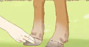 Prevent Laminitis in Horses