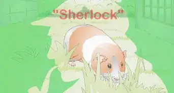 Choose Your Guinea Pig's Name