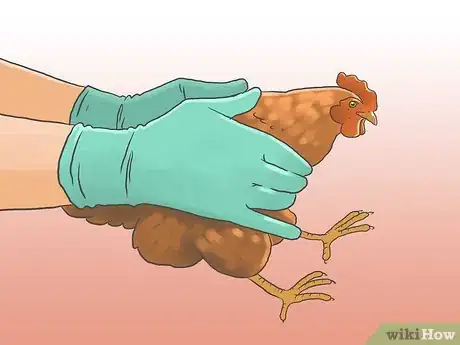 Image titled Raise Chickens for Eggs Step 17