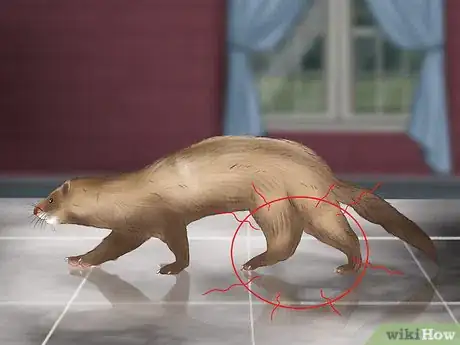 Image titled Diagnose Heart Disease in Ferrets Step 6