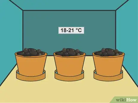 Image titled Plant Forget Me Not Seeds Step 09