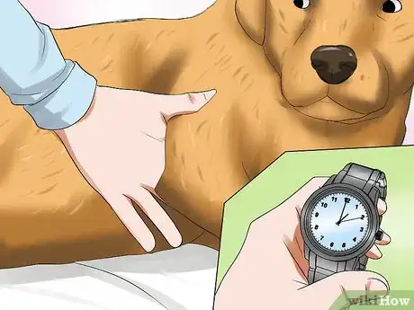 Image titled Diagnose Hypothyroidism in Golden Retrievers Step 5
