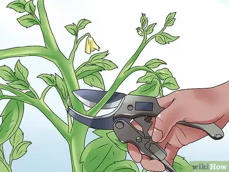 Image titled Root Tomato Suckers Step 2