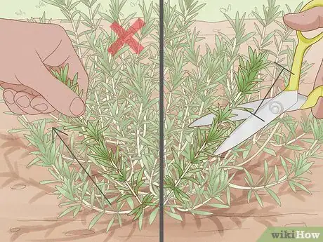 Image titled Harvest Tarragon Step 2