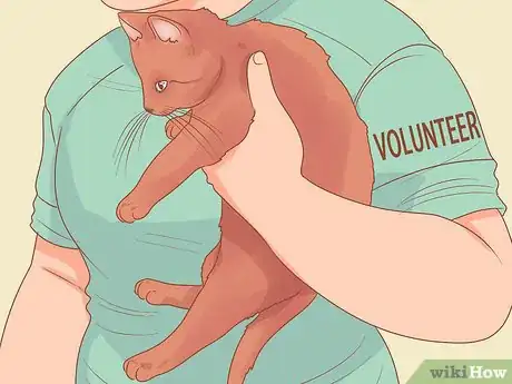 Image titled Celebrate National Cat Day Step 5