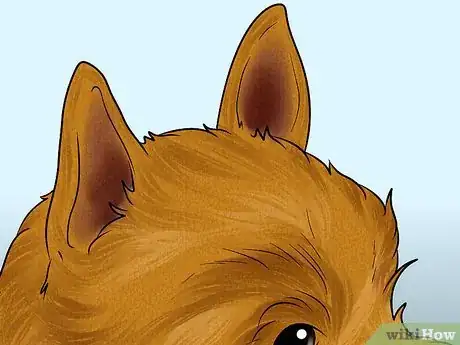 Image titled Identify a Norwich Terrier Step 4