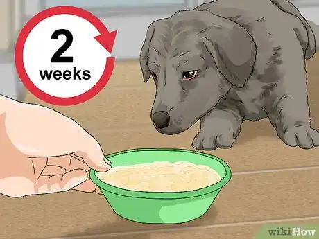 Image titled Whelp and Raise a Single Puppy Step 19