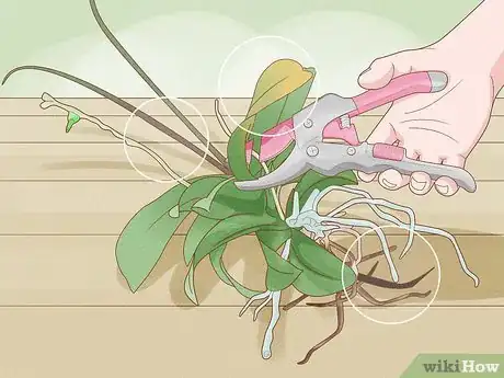 Image titled Repot Orchids with Air Roots Step 6