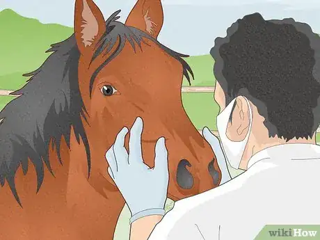 Image titled Look After a Horse Step 12