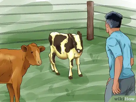 Image titled Raise Calves Step 10