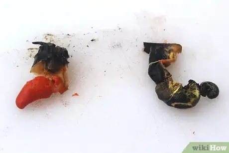 Image titled Prepare Escargot Step 7