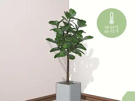 Image titled Care for a Fiddle Leaf Fig Step 2