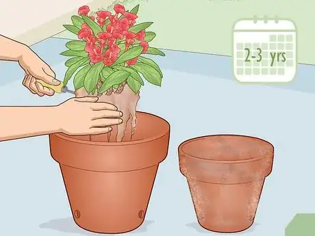 Image titled Care for a Crown of Thorns Step 6