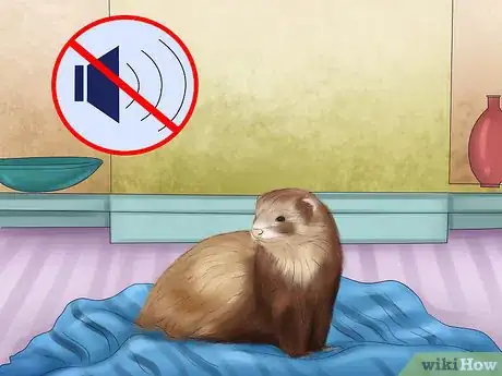 Image titled Buy a Ferret Step 17