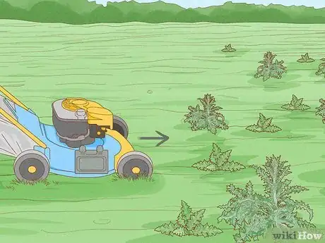 Image titled Get Rid of Thistles in Pastures Step 6