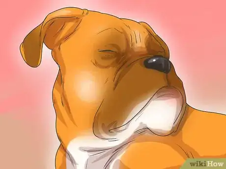 Image titled Diagnose Entropion in Boxers Step 1