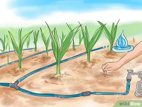 Image titled Grow Sweet Corn Step 10