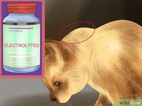 Image titled Diagnose Feline Hepatic Lipidosis Step 7