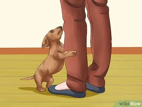 Image titled Love Your Puppy Step 16