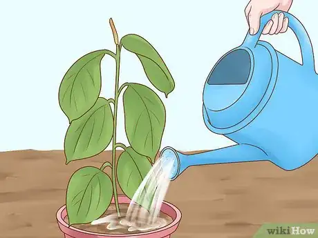 Image titled Grow a Rubber Tree Step 10