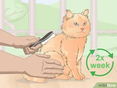 Image titled Keep Your Cat Clean Step 1