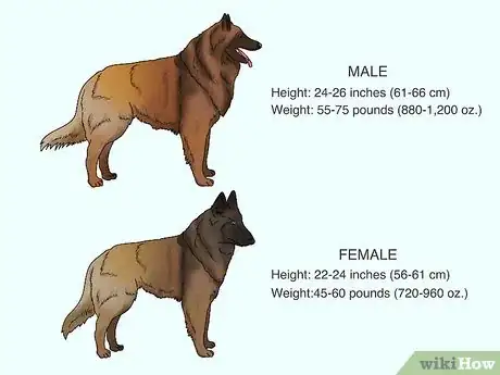 Image titled Identify a Belgian Tervuren Dog Step 1