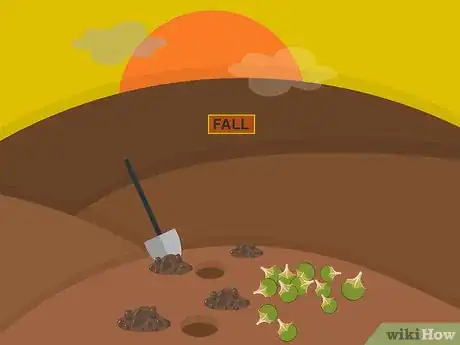 Image titled Plant Narcissus Bulbs Step 01