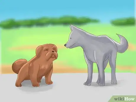 Image titled Take Care of a Shih Tzu Step 4